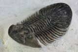 Metascutellum Trilobite - Very Pustulose With Axial Spines #98585-1